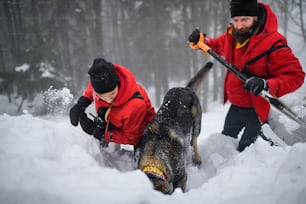 Servicio de rescate de montaña con perro en operación al aire libre en invierno en el bosque, cavando nieve con palas.