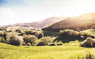 Panoramic view of landscape of meadows and woodland. Sunset in spring nature.