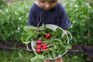 Top view of happy small girl carrying radishes in vegetable garden, sustainable lifestyle.