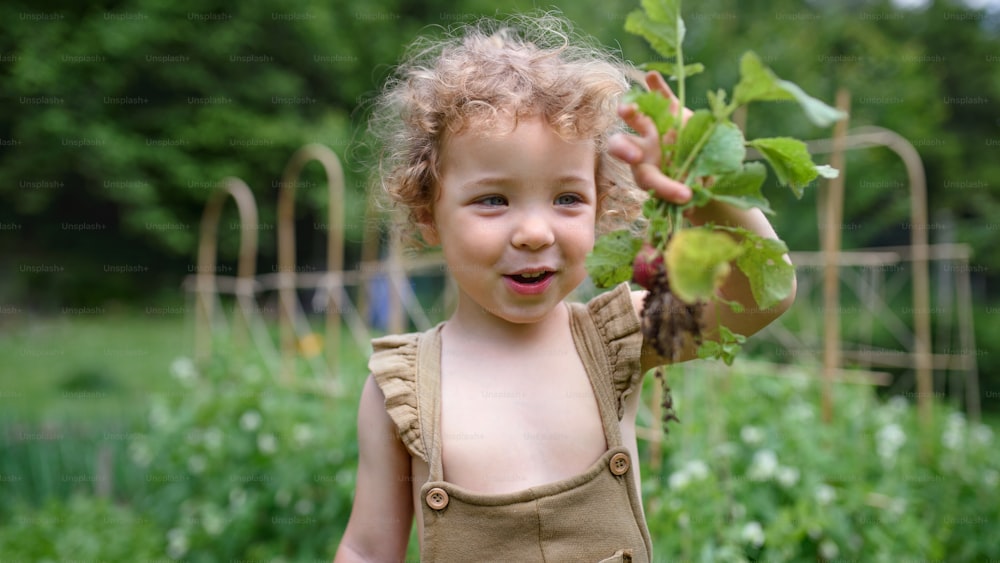 Portrait of happy small girl carrying radishes in vegetable garden, sustainable lifestyle.