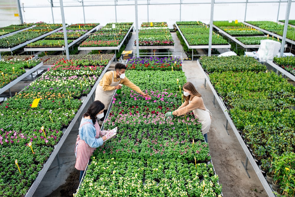 Vista superior de un grupo de personas que trabajan en un invernadero en un centro de jardinería, concepto de coronavirus.