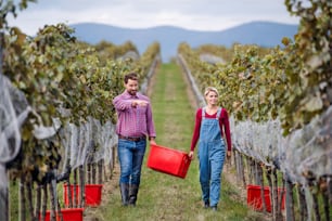 Portrait of man and woman carrying grapes in vineyard in autumn, harvest concept.