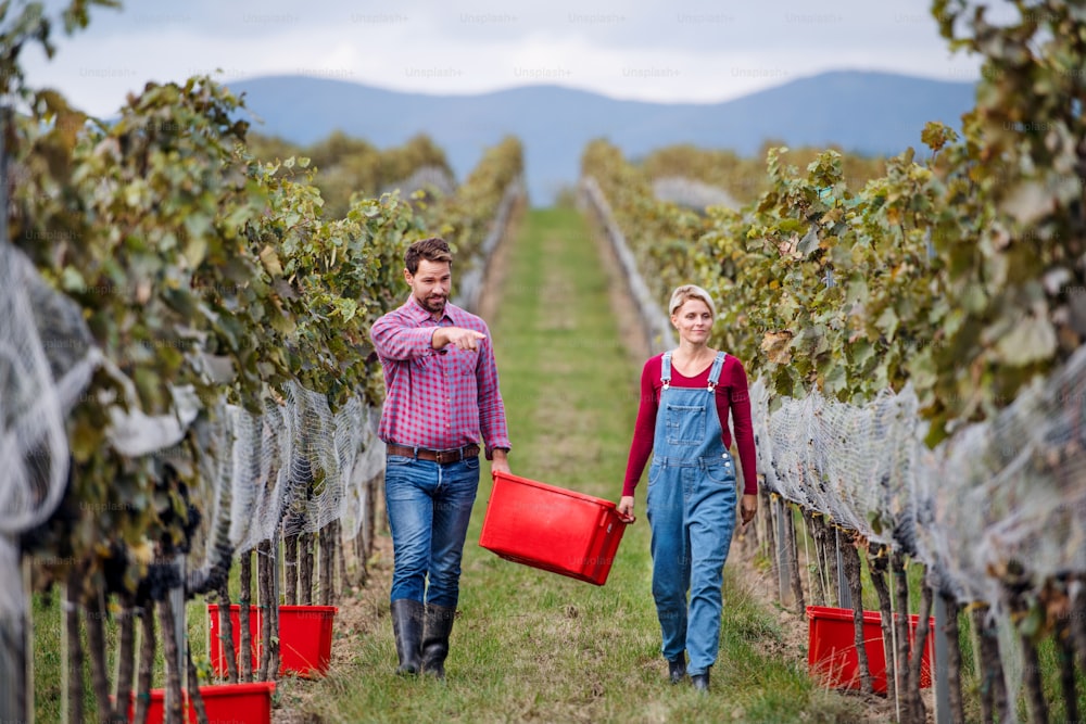 Porträt von Mann und Frau, die im Herbst Trauben im Weinberg tragen, Erntekonzept.