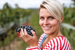 Retrato de mujer joven sosteniendo uvas en el viñedo en otoño, concepto de cosecha.