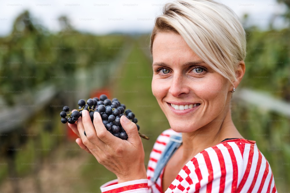 Porträt einer jungen Frau, die im Herbst Trauben im Weinberg hält, Erntekonzept.