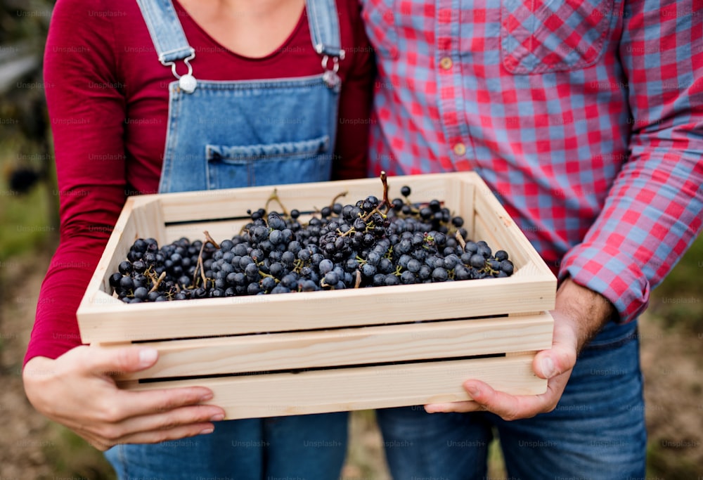 Midsection of unrecognizable of man and woman holding grapes in box in vineyard in autumn, harvest concept.