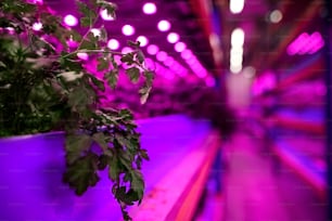 Aquaponic farm, sustainable business and artificial lighting concept.