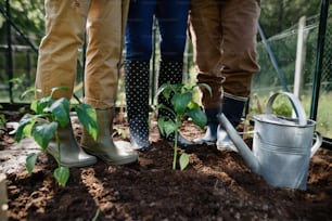 A low section of group of senior women gardeners in rainboots standing in greenhouse.