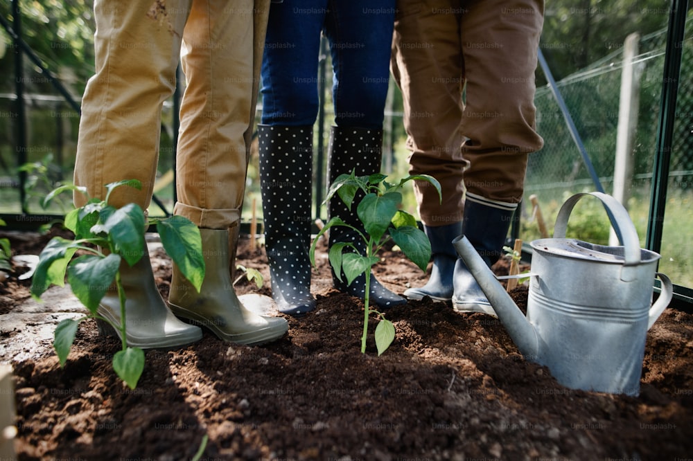 Una sección baja de un grupo de jardineras mayores con botas de lluvia de pie en el invernadero.