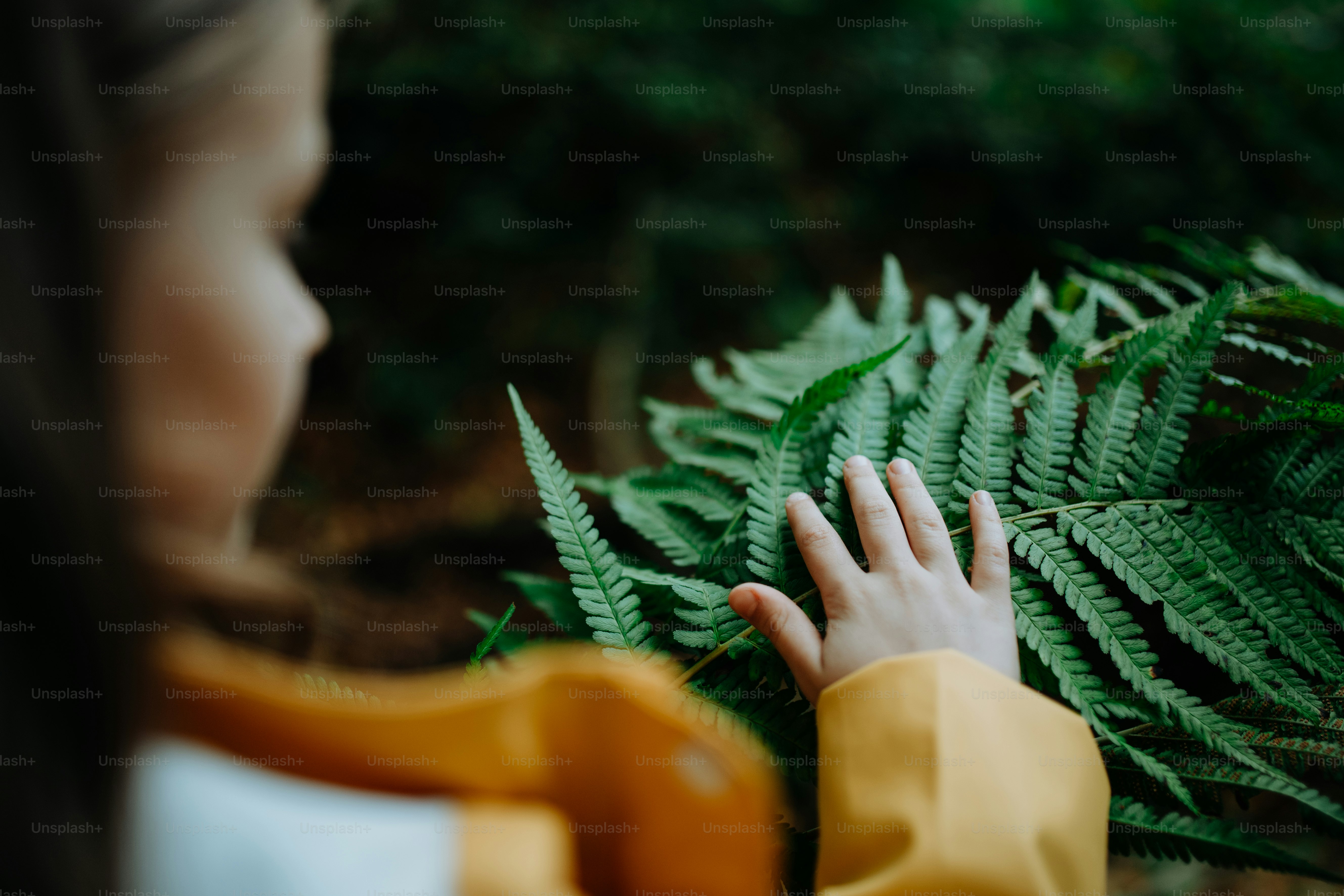 An unrecognizable little girl touching fern leaves outdoors in forest
