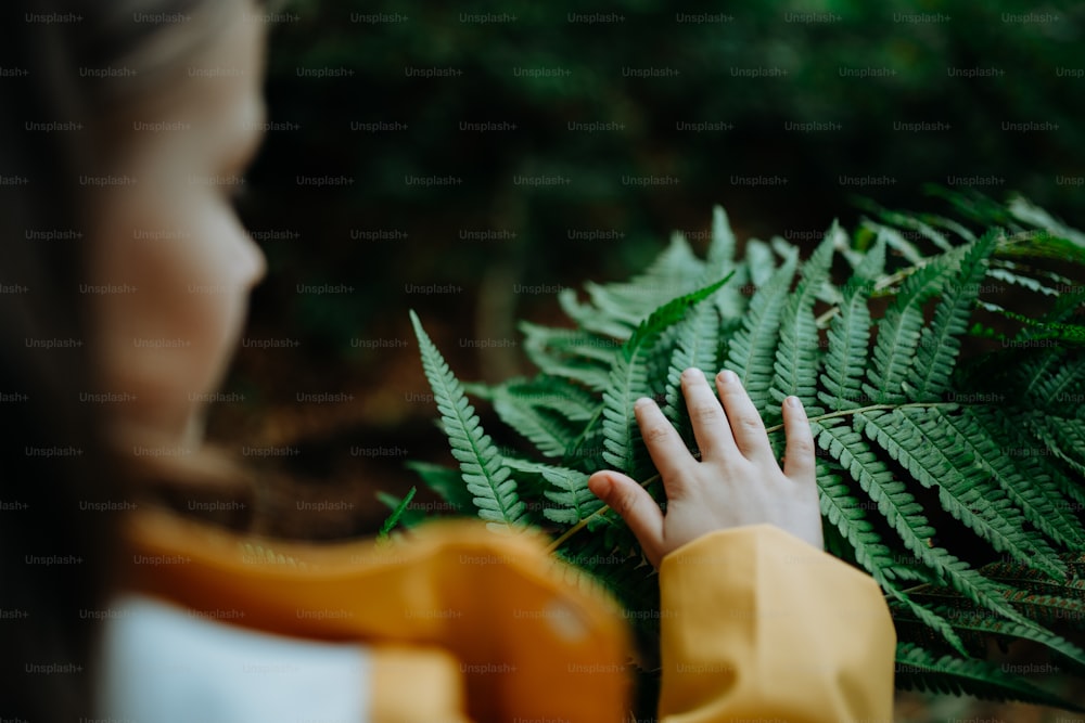 An unrecognizable little girl touching fern leaves outdoors in forest.