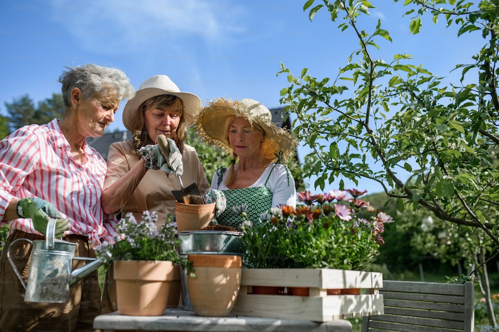 Happy senior women friends planting flowers together outdoors, a community garden concept.
