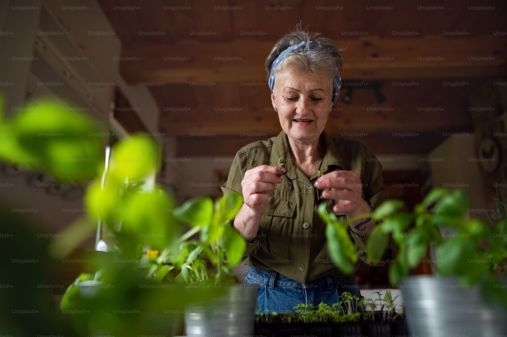 Low angle view of a happy senior woman indoors at home, planting herbs.