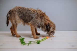 A dog eating carrot indoors on white background.