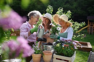 Senior woman friends planting flowers together outdoors in a community garden.