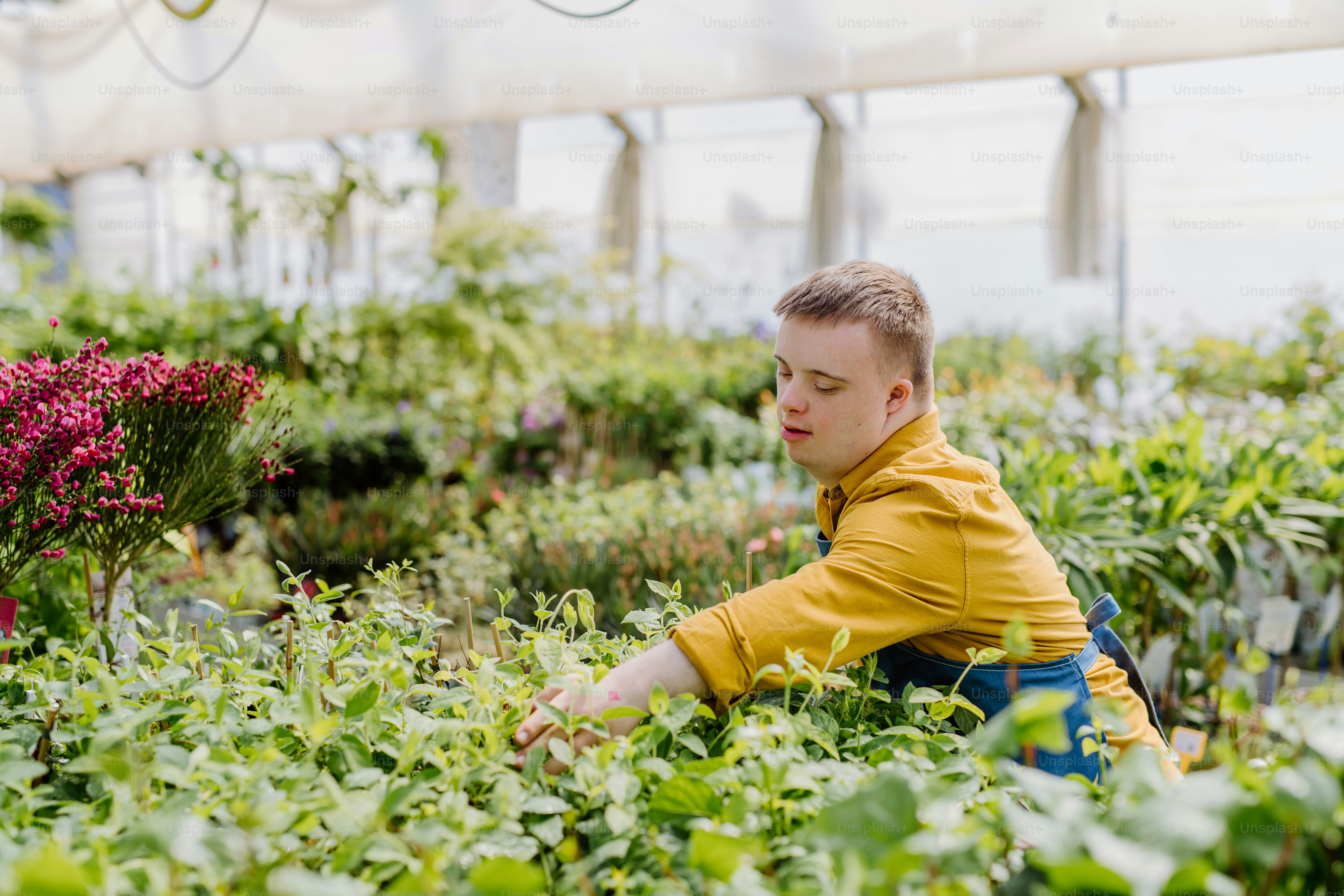 A happy young employee with Down syndrome working in garden centre, taking care of flowers