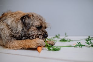 A dog eating carrot indoors on white background.