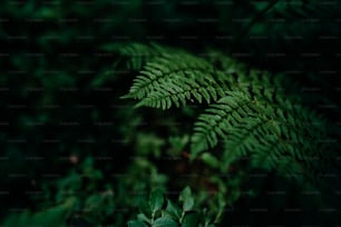 A green fern leaf macro on dark tone nature background