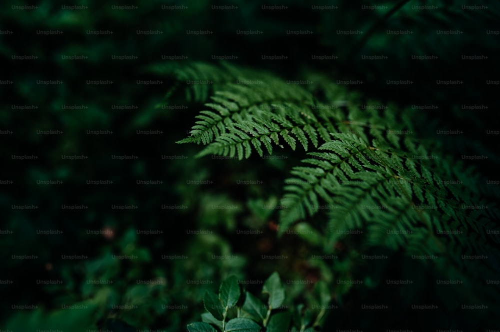 A green fern leaf macro on dark tone nature background