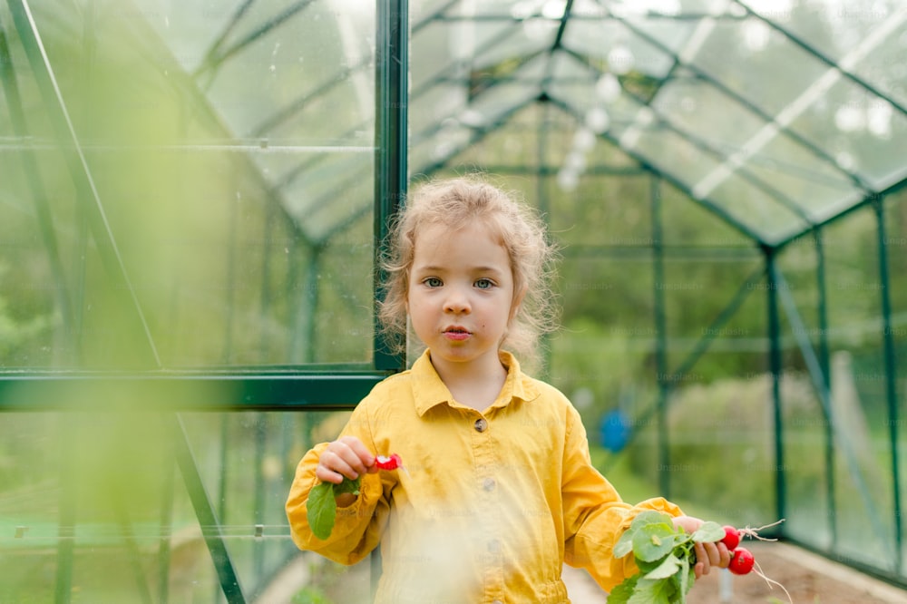 Ein kleines Mädchen erntet und probiert Bio-Rettich im Öko-Gewächshaus im Frühling, nachhaltiger Lebensstil.