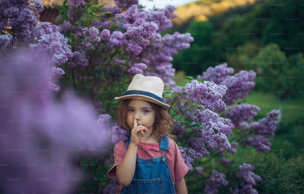 Um retrato de uma garotinha alegre na natureza florescendo prado lilás-púrpura, colocando o dedo no nariz.