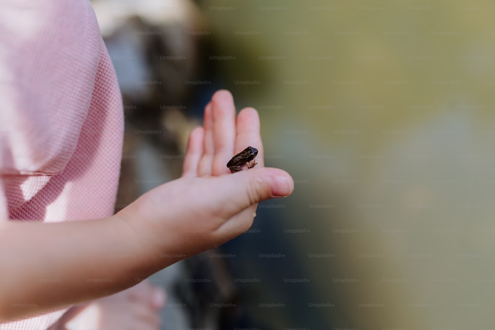Un primer plano de una niña sosteniendo una pequeña rana salvaje. Niño curioso observando y explorando animales en la naturaleza.