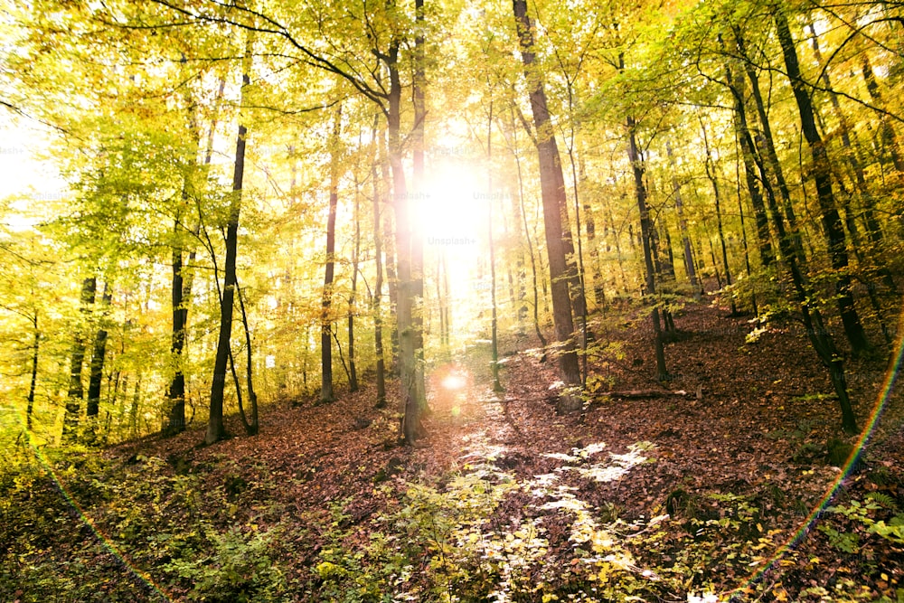 早朝の美しい秋の森。朝日がデシドゥーの森の木々の間を突き抜ける。