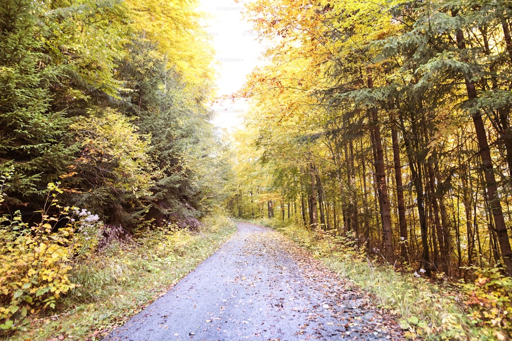 Estrada através da floresta de outono. Árvores de outono na floresta.
