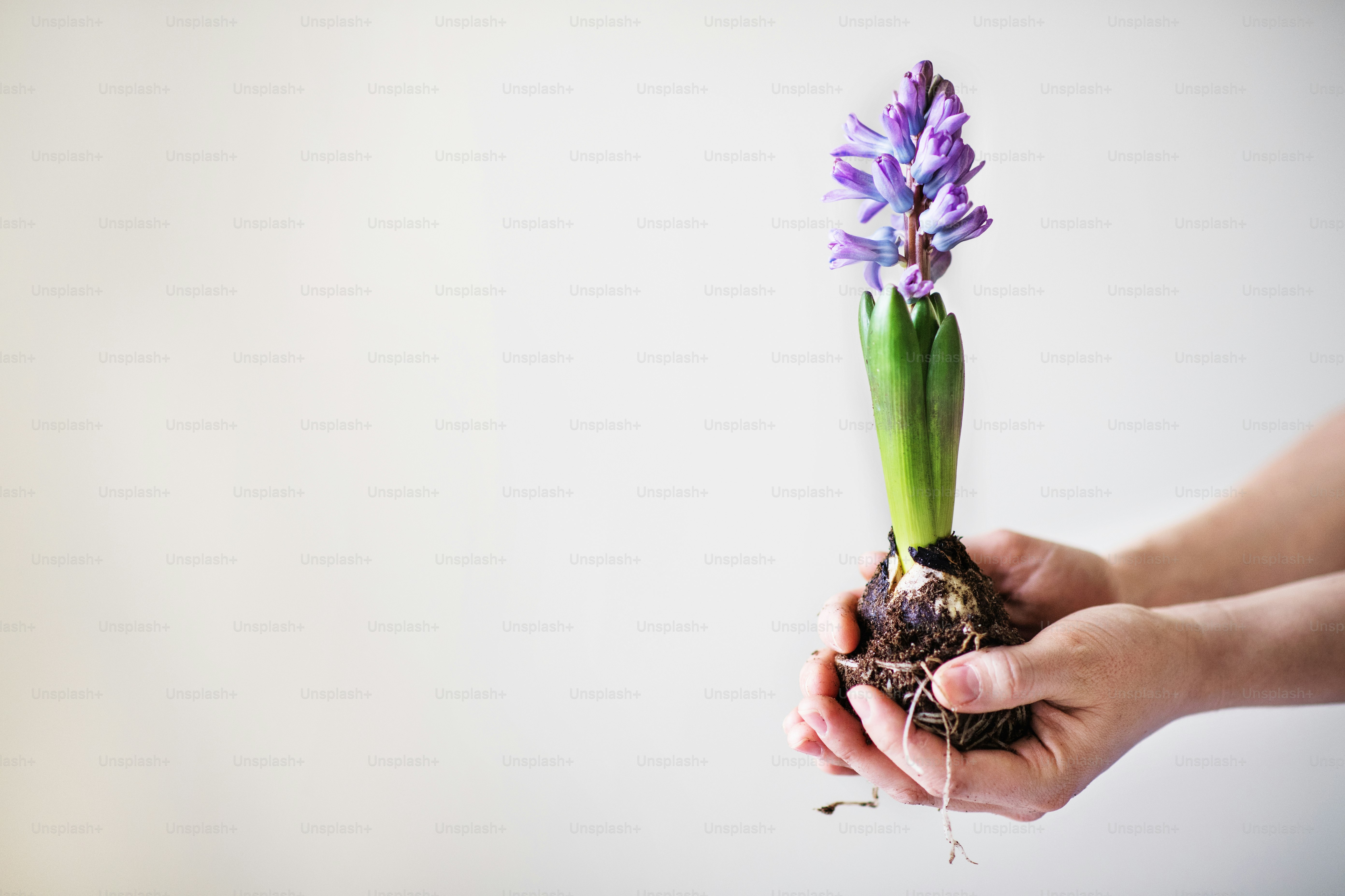 Weibliche Hände, die einen Blumensämling halten. Speicherplatz kopieren.
