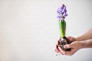 Female hands holding a flower seedling. Copy space.