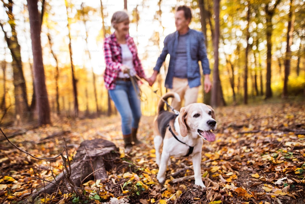 Coppia senior attiva con cane durante una passeggiata in una bellissima foresta autunnale.