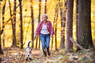 美しい秋の森を散歩する犬を連れたアクティブなシニア女性。