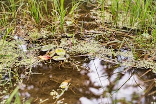 Belo lago com folhas de lótus verdes e grama. Natureza de verão.