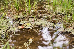 Beautiful lake with green lotus leafs and grass. Summer nature.