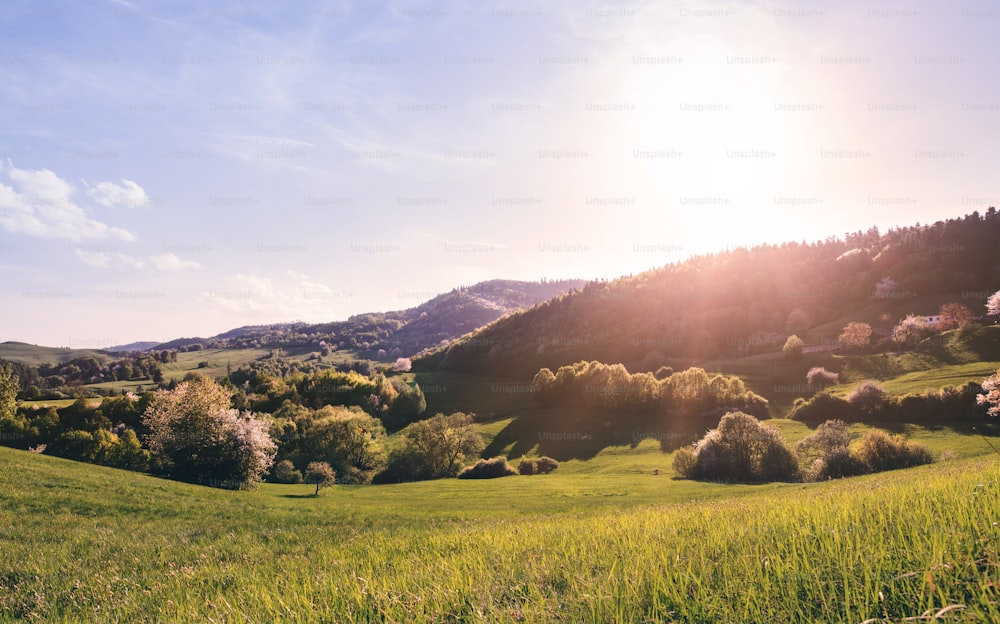Panoramic view of landscape of meadows and woodland. Sunset in spring nature.