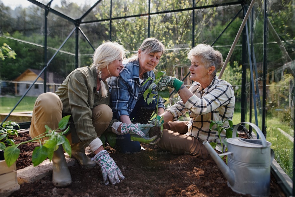 노인 여자 친구들은 커뮤니티 정원의 온실에 야채를 심고 있습니다.