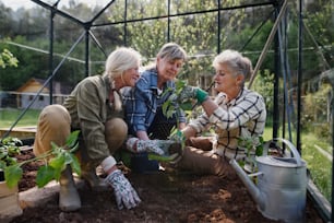 Senior women friends hands planting vegetables in a greenhouse at community garden.