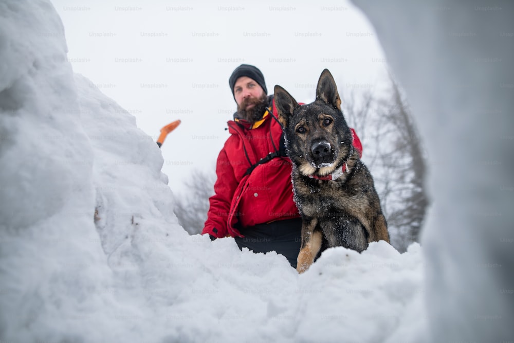 Tiefwinkelansicht eines Bergretters mit Hund im Winter im Waldeinsatz im Freien, Schnee grabend.