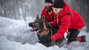 Mountain rescue service with dog on operation outdoors in winter in forest, digging snow with shovels.