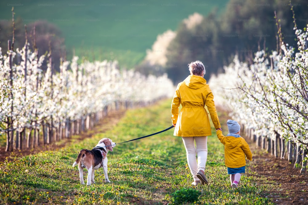 Rear view of senior grandmother with granddaughter with a dog walking in orchard in spring.