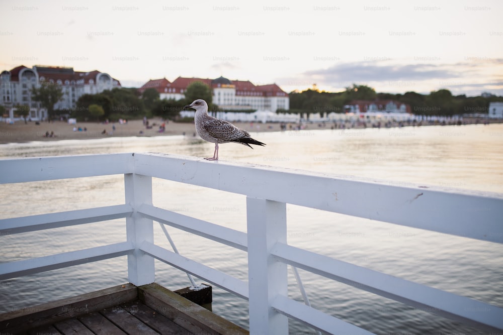 Side view of a seagull standing on pier by sea at sunset.Side view of a seagull standing on pier by sea at sunset.