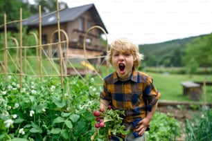 Ragazzino che tiene i ravanelli nell'orto, concetto di stile di vita sostenibile.