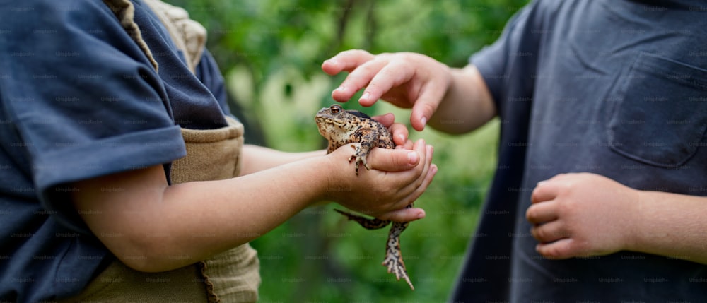 夏に屋外でカエルを抱きかかえて遊んでいる見分けのつかない小さな子供たち。