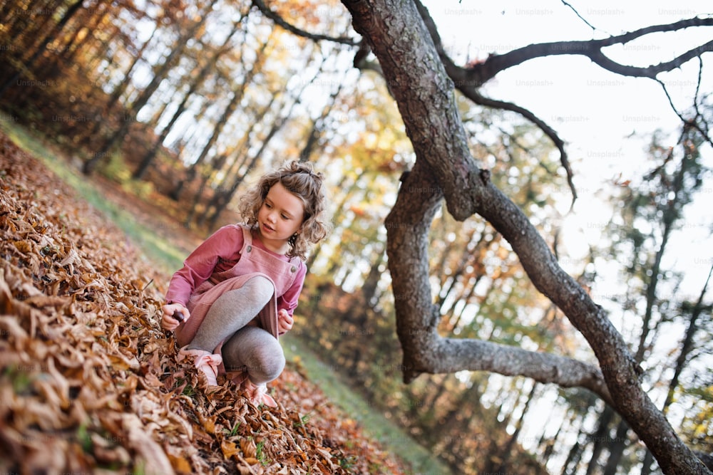 Happy small girl in autumn forest, collecting conkers.