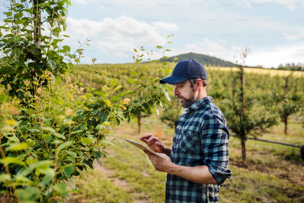 A side view of mature farmer standing outdoors in orchard, using tablet.