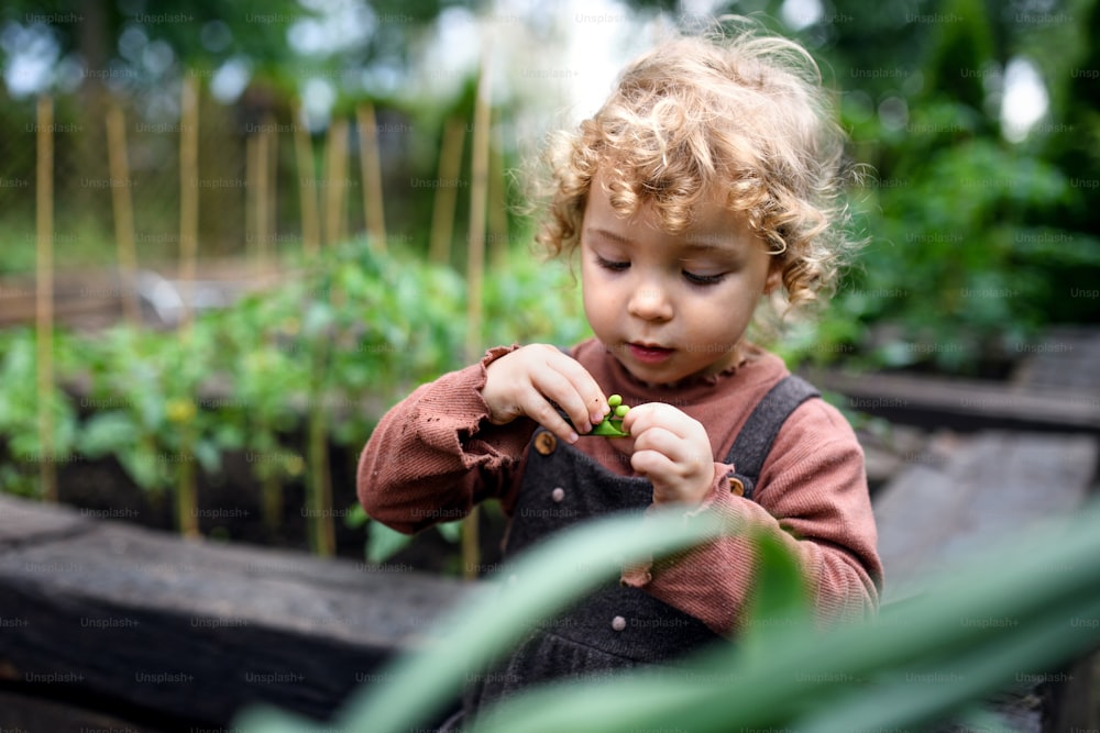 Porträt eines kleinen Mädchens, das Erbsen auf dem Bauernhof isst und Bio-Gemüse anbaut.