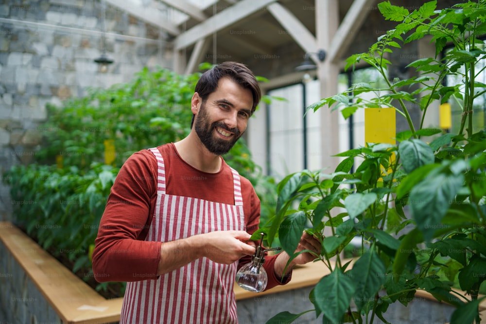 Front view of happy man gardener standing in greenhouse, spraying plants with water.