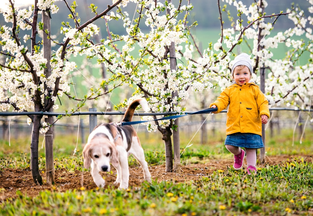 Eine Vorderansicht eines kleinen Kleinkindes mit einem Hund im Obstgarten im Frühling, zu Fuß.