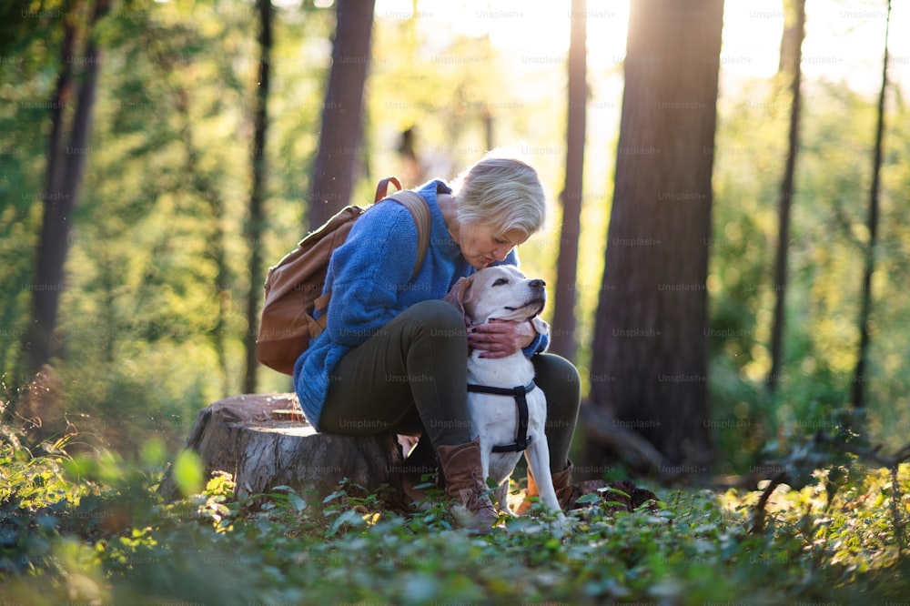 Une femme âgée heureuse avec un chien lors d’une promenade à l’extérieur dans la forêt, se reposant.