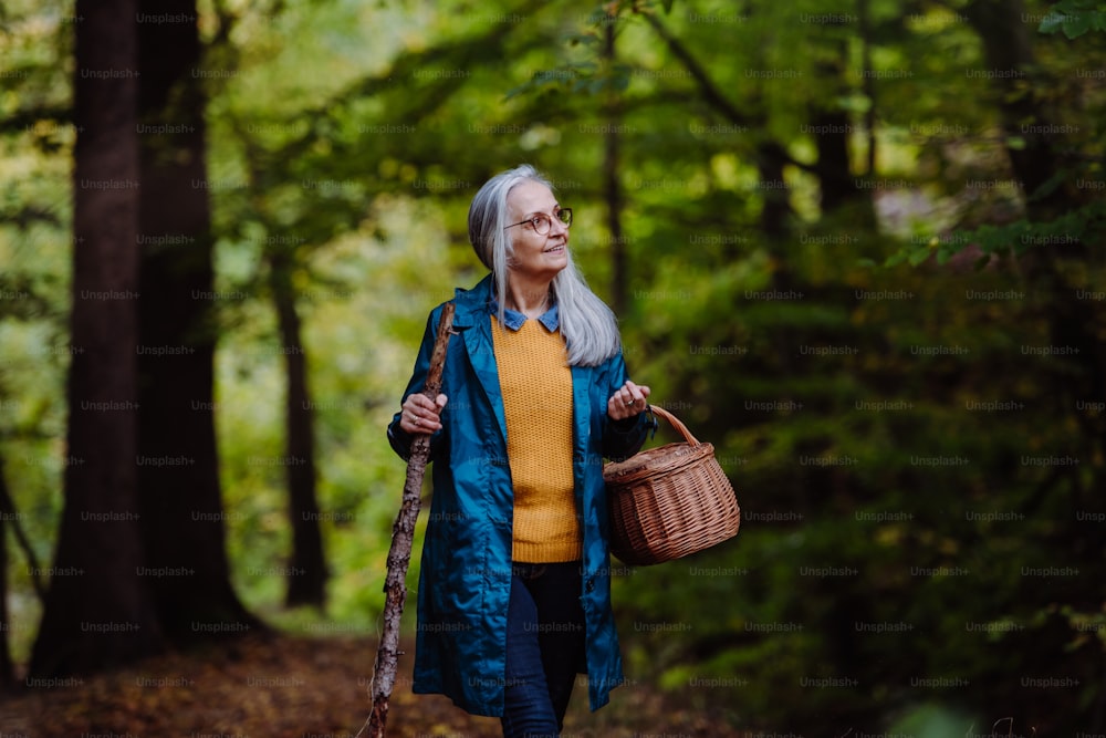 A happy senior woman with basket and stick on walk outdoors in forest in autumn.